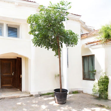 Azadirachta Indica - Neem
